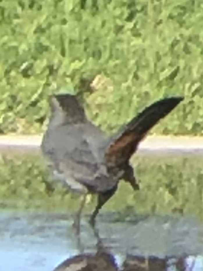 Gray Catbird - ML643072629