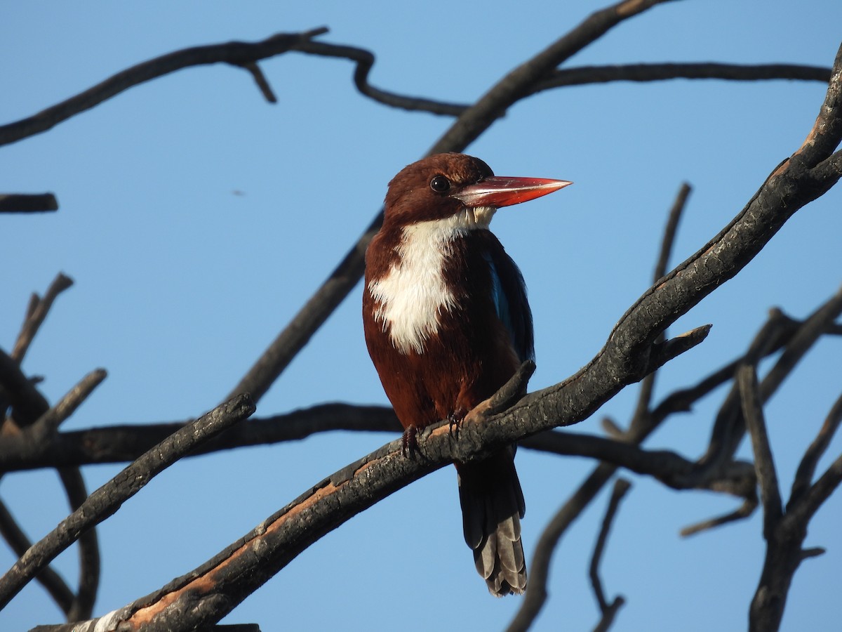 White-throated Kingfisher - ML643072645