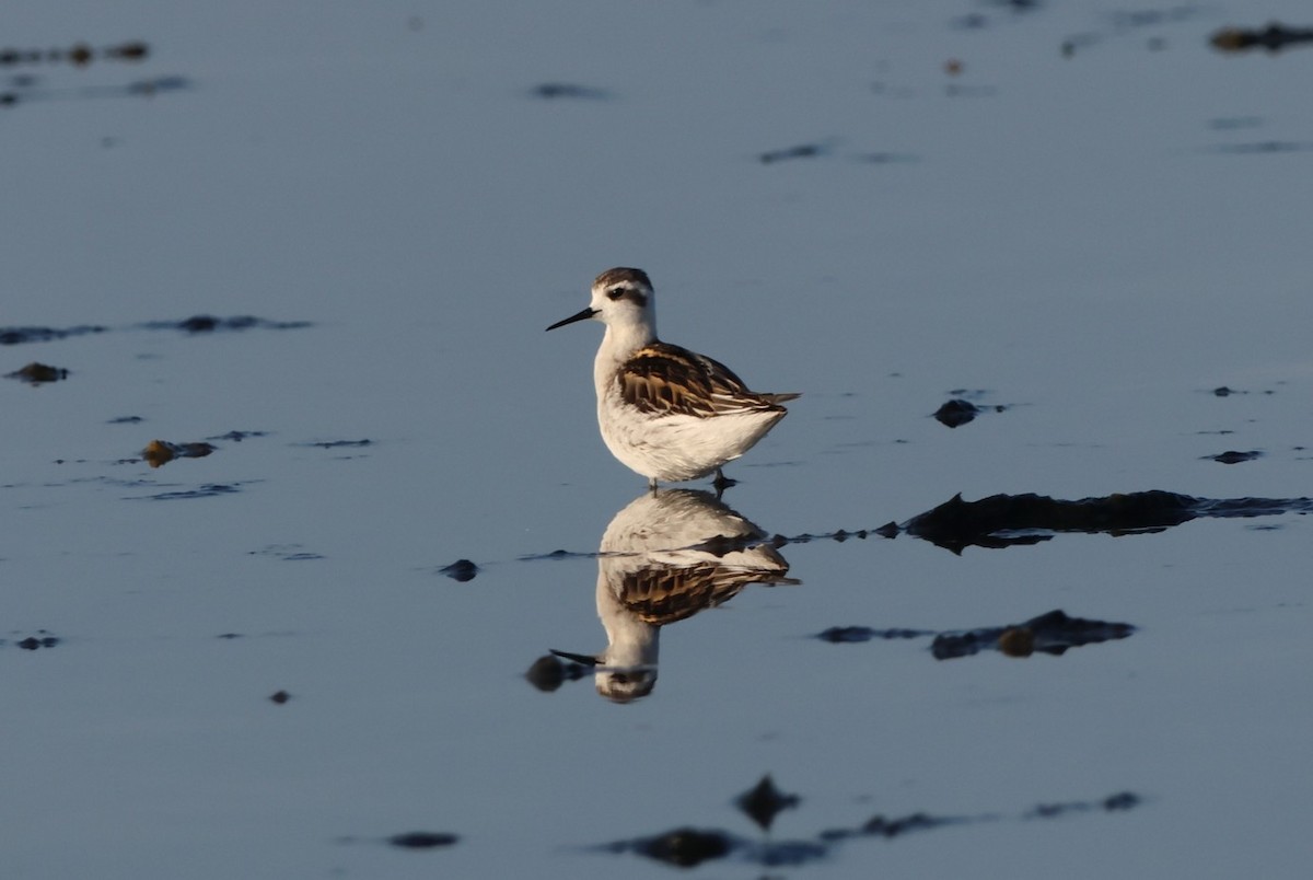 Red-necked Phalarope - ML643072663