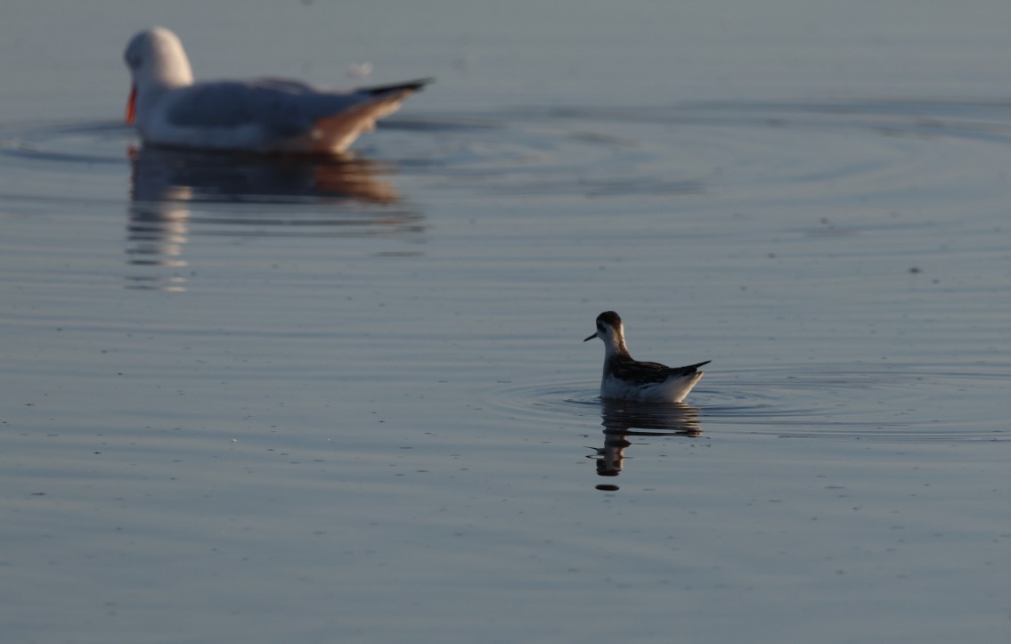 Red-necked Phalarope - ML643072664