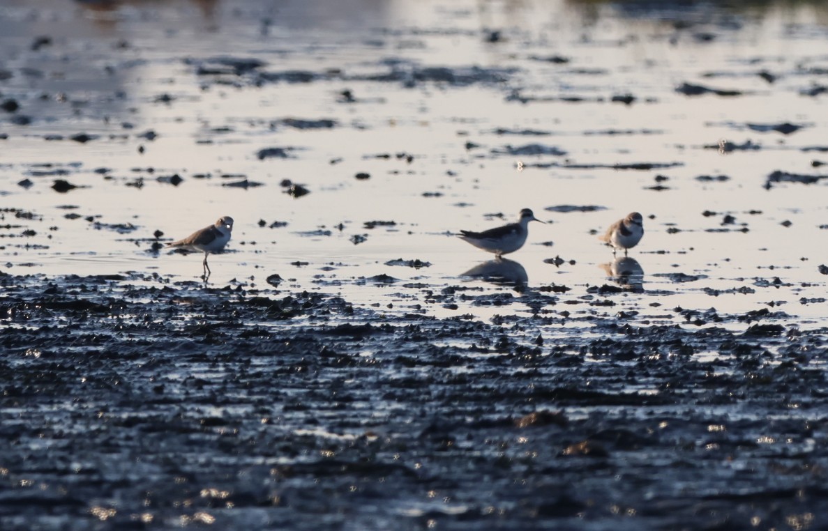 Red-necked Phalarope - ML643072665