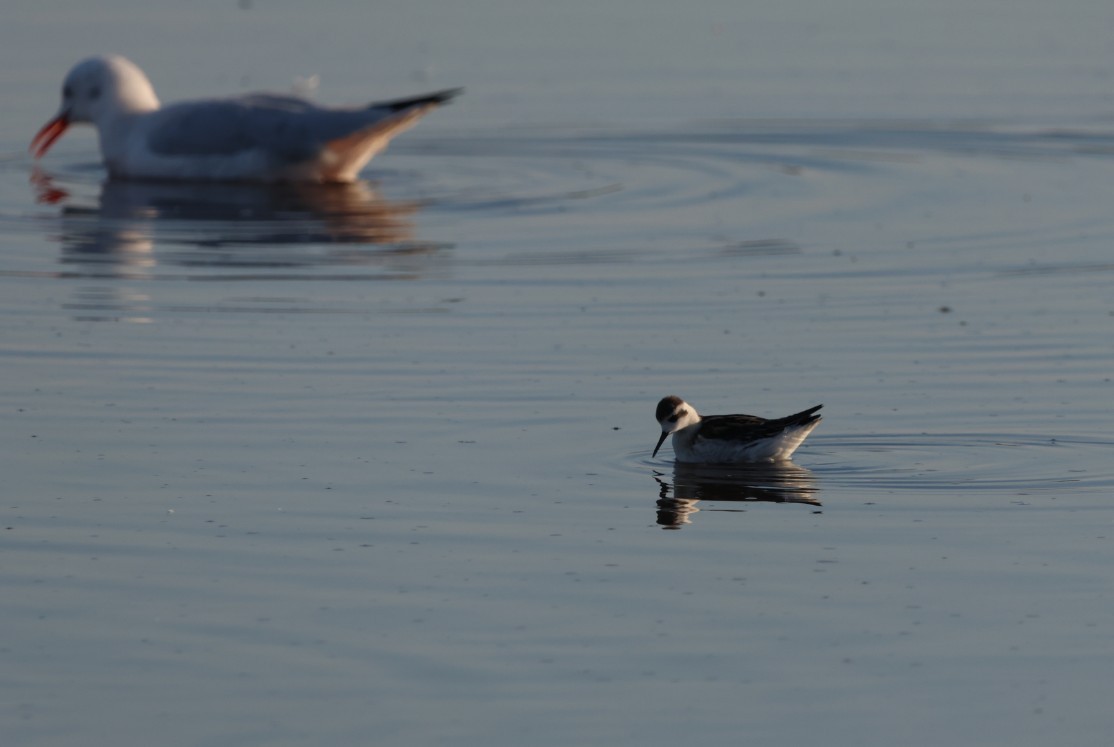 Red-necked Phalarope - ML643072666