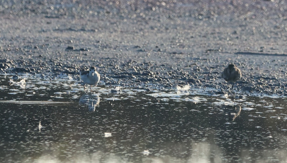 Red-necked Phalarope - ML643072667