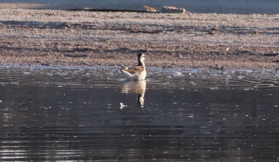 Red-necked Phalarope - ML643072668