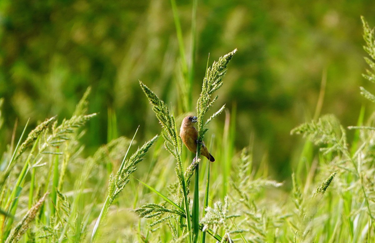 Chestnut Munia - ML643072682