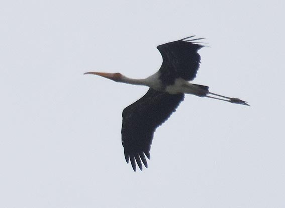 Painted Stork - ML643072692