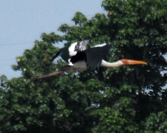 Painted Stork - ML643072701