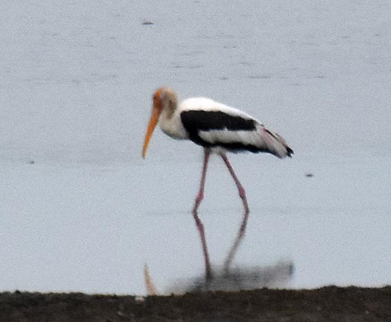 Painted Stork - ML643072703