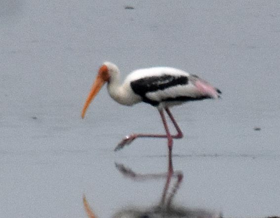 Painted Stork - ML643072704