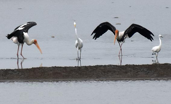 Painted Stork - ML643072707