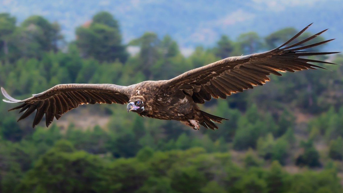 Cinereous Vulture - ML643072725