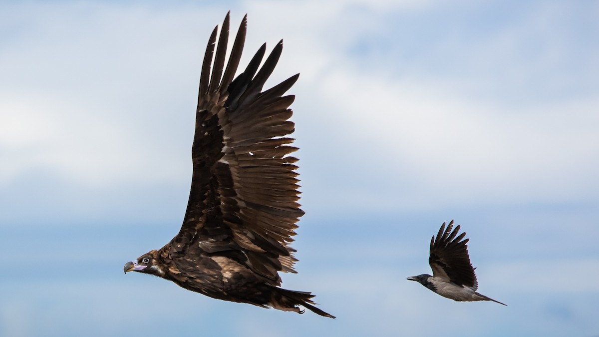 Cinereous Vulture - ML643072726