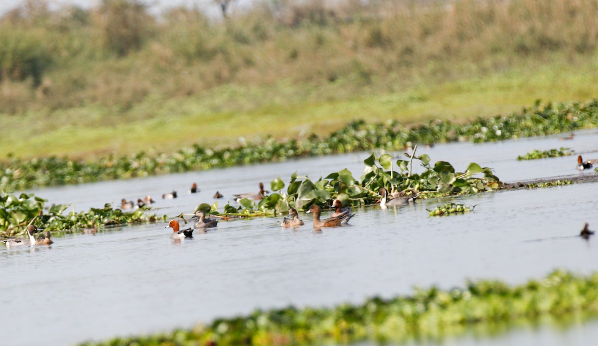 Eurasian Wigeon - ML643072727