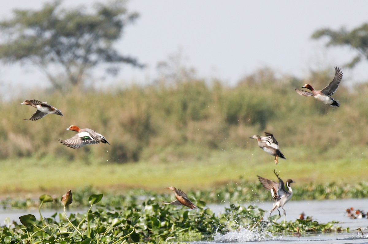 Eurasian Wigeon - ML643072728