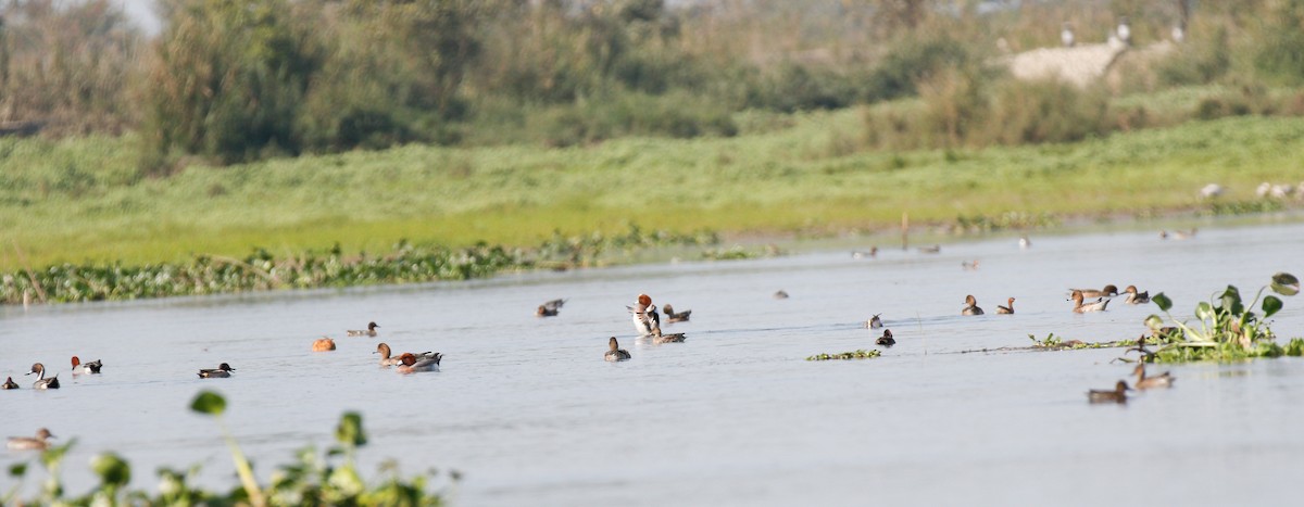 Green-winged Teal - ML643072739
