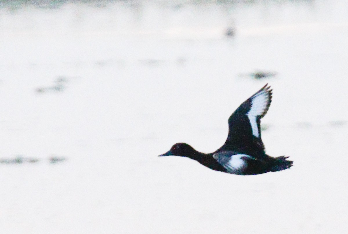 Ferruginous Duck - ML643072741