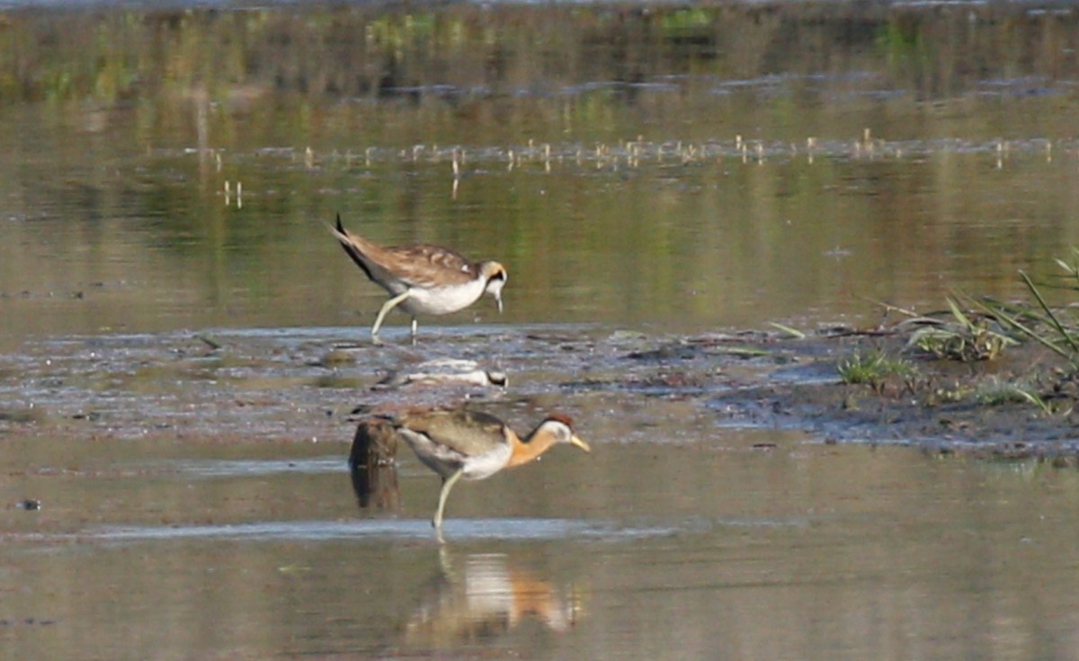 Pheasant-tailed Jacana - ML643072742