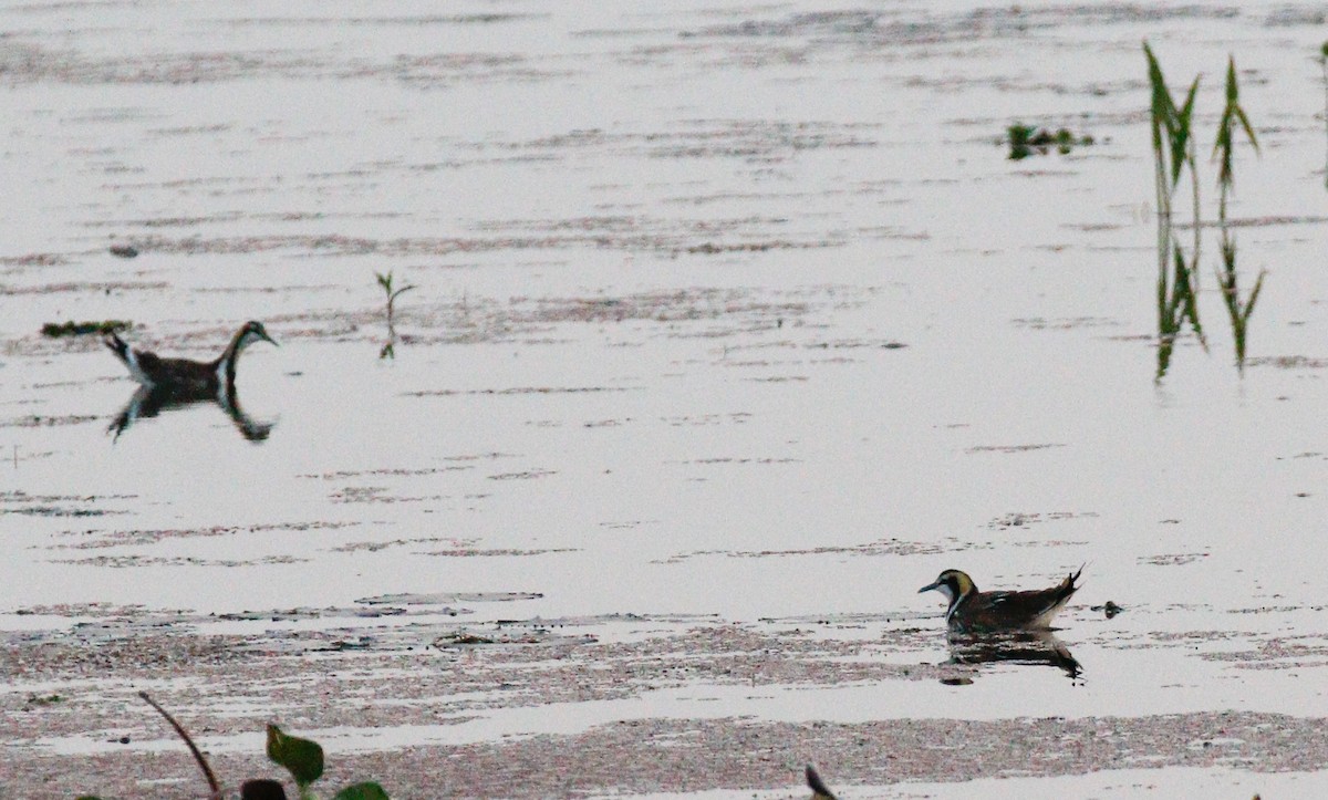 Pheasant-tailed Jacana - ML643072743