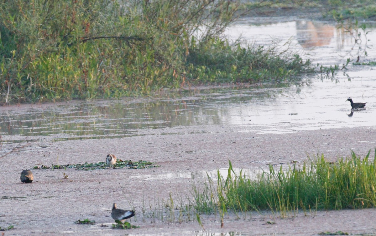 Pheasant-tailed Jacana - ML643072744