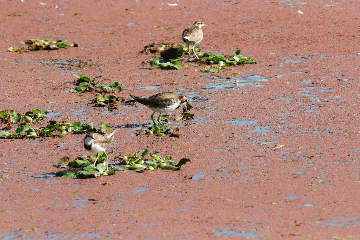 Pheasant-tailed Jacana - ML643072745