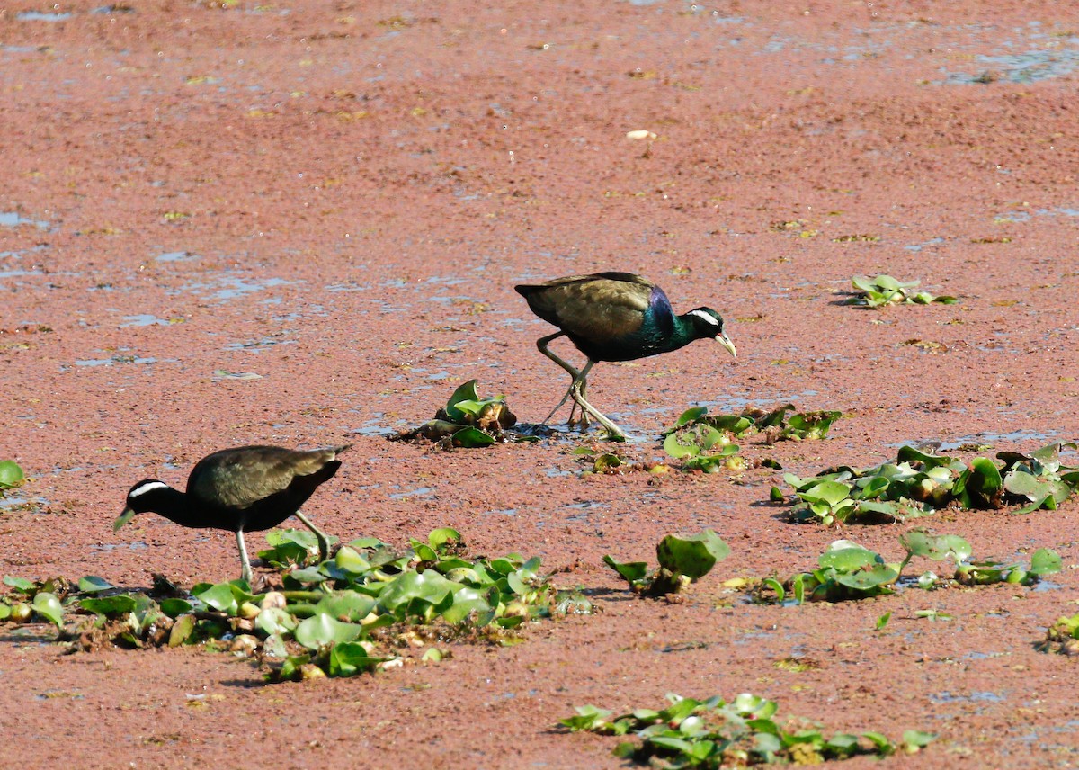 Bronze-winged Jacana - ML643072746
