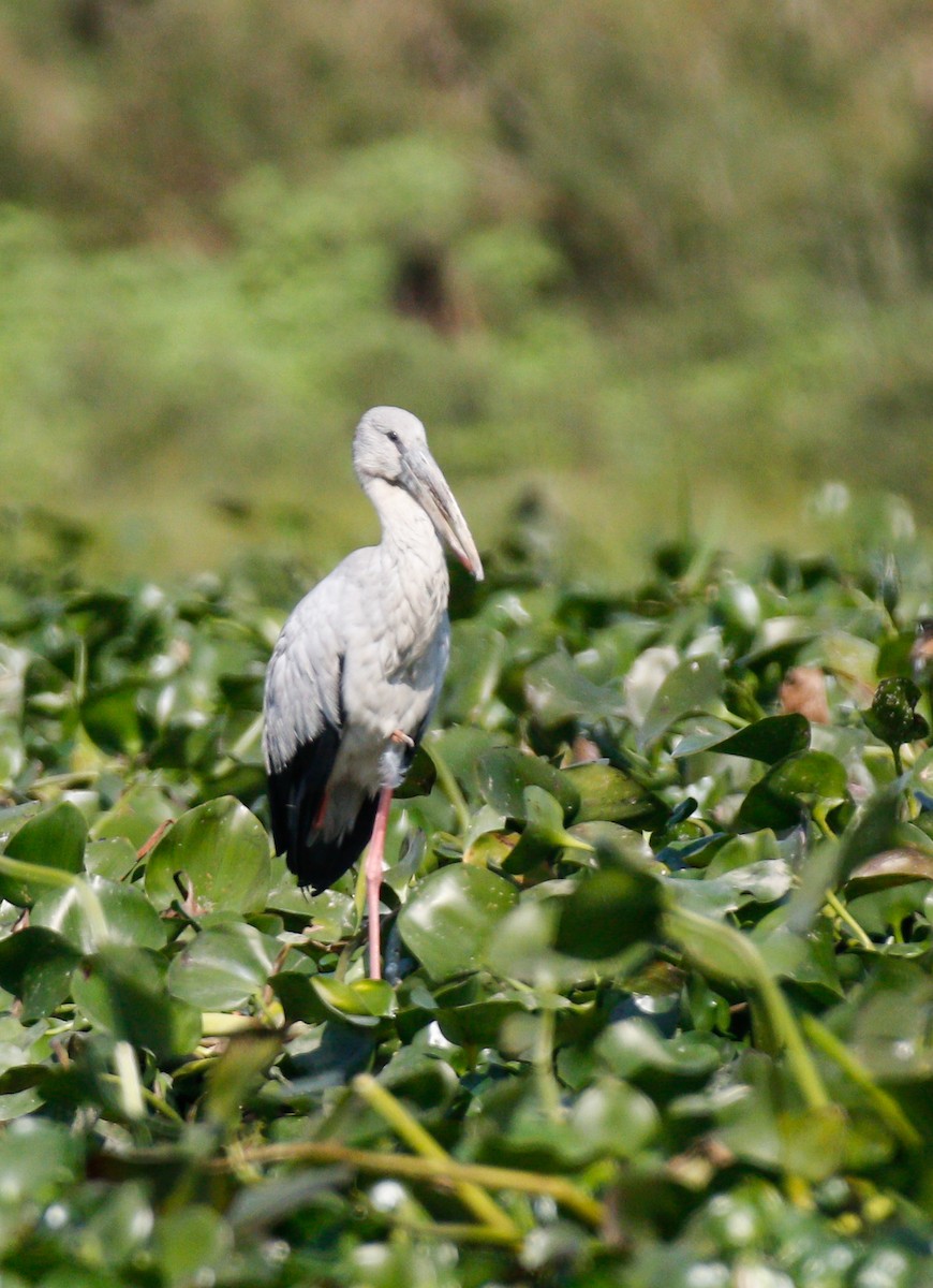 Asian Openbill - ML643072748