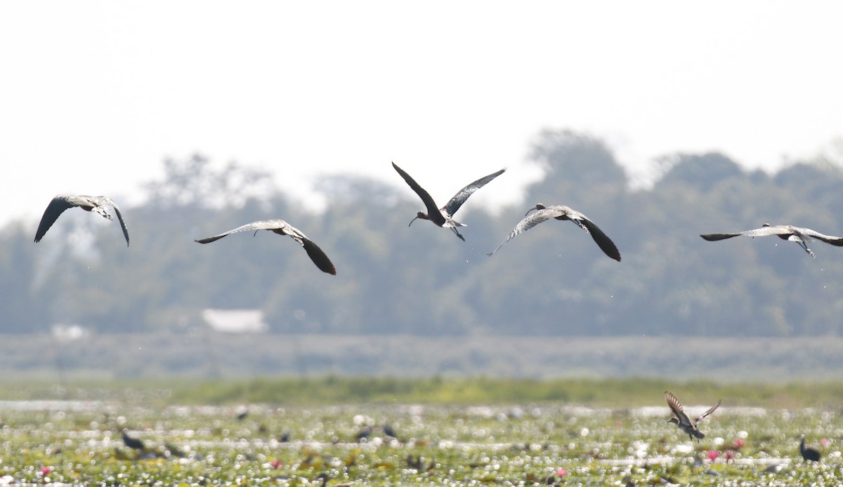Glossy Ibis - ML643072750
