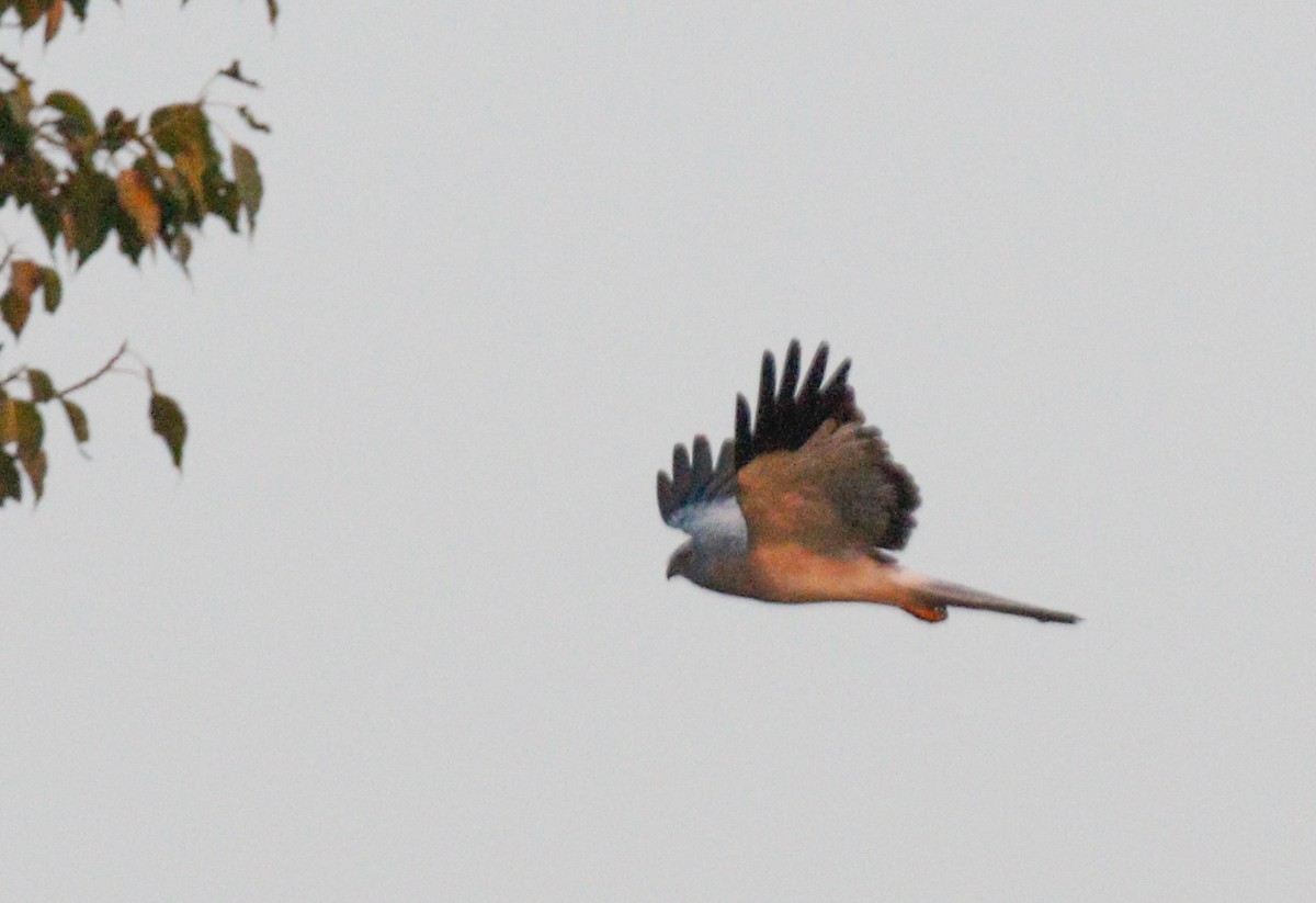 Hen Harrier - ML643072751