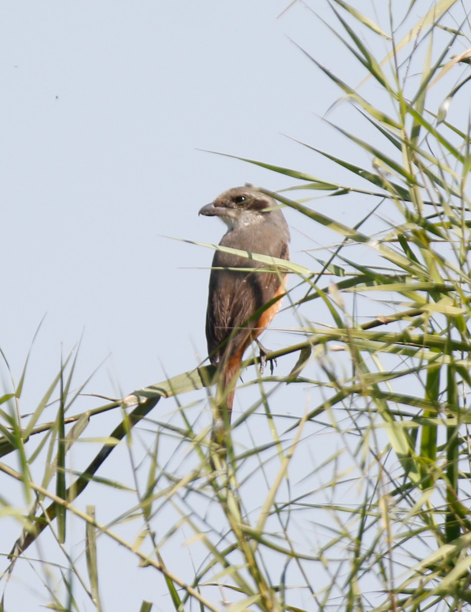Gray-backed Shrike - ML643072754