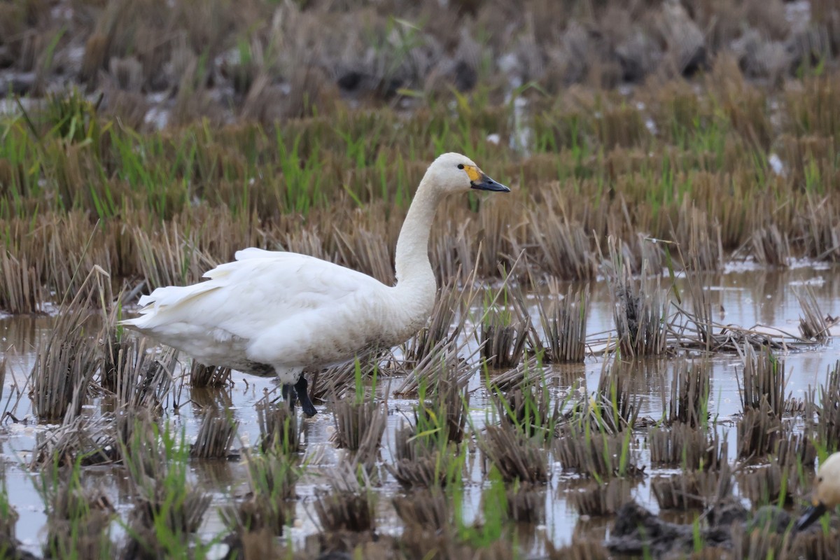 Tundra Swan - ML643072756