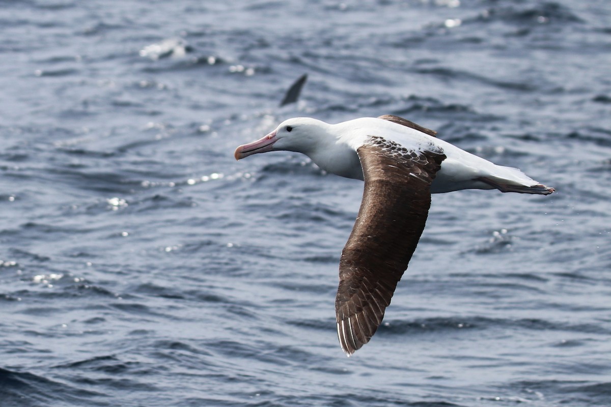 Northern Royal Albatross - ML643072758