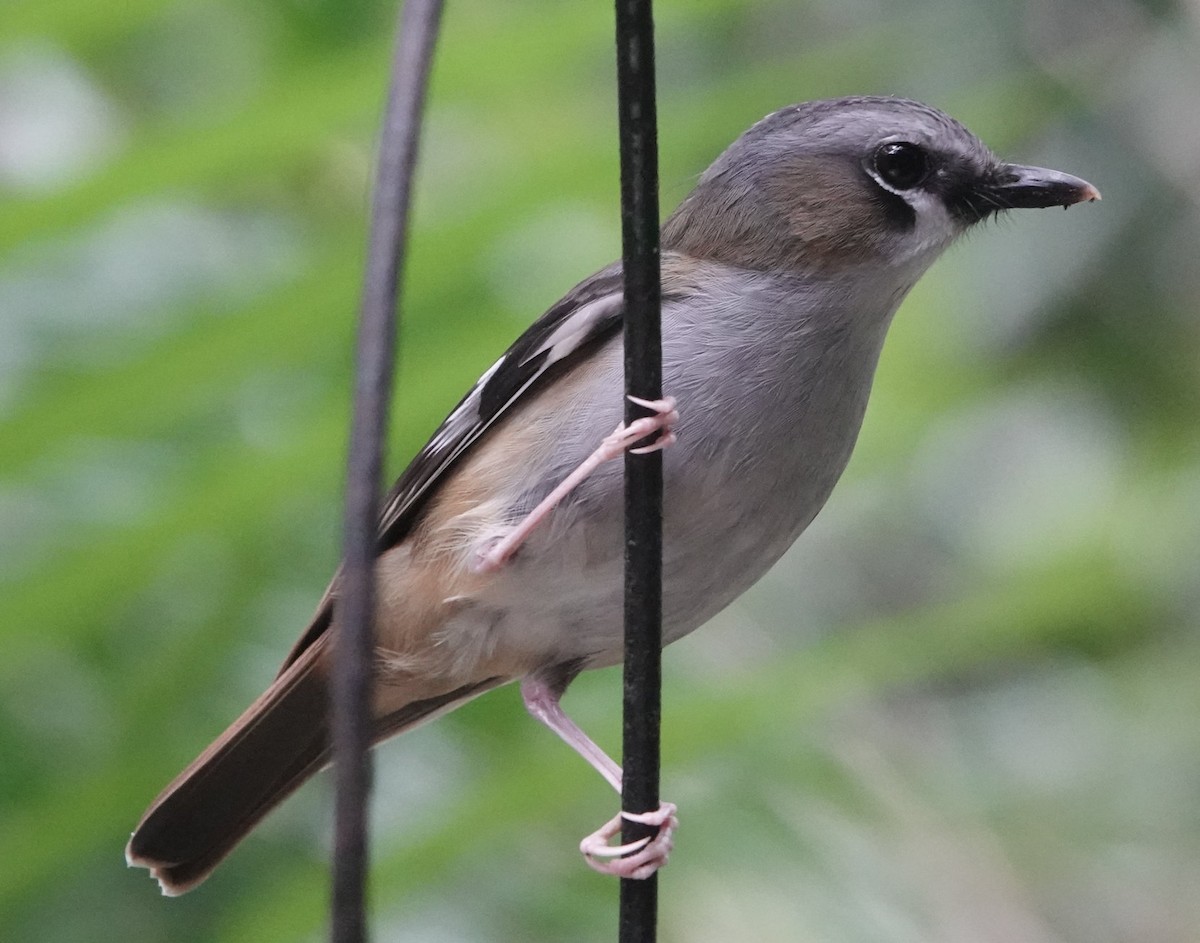 Gray-headed Robin - ML643072760