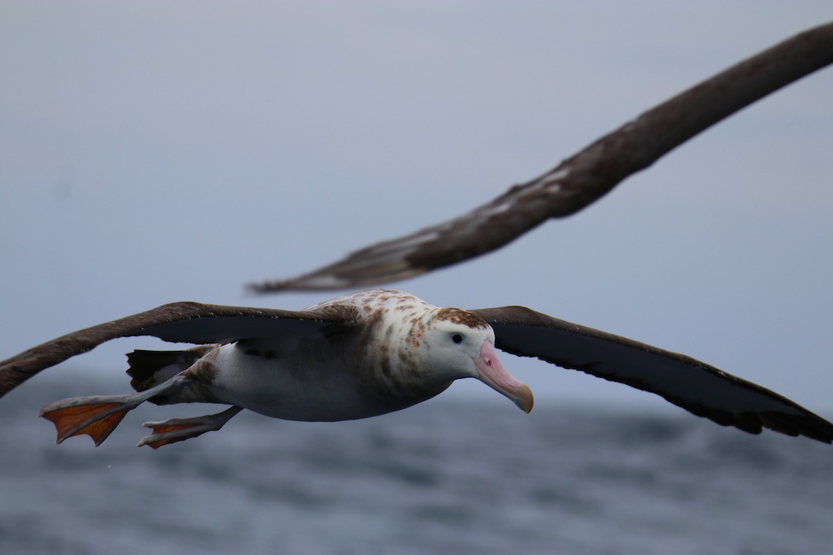Antipodean Albatross (Gibson's) - ML643072762