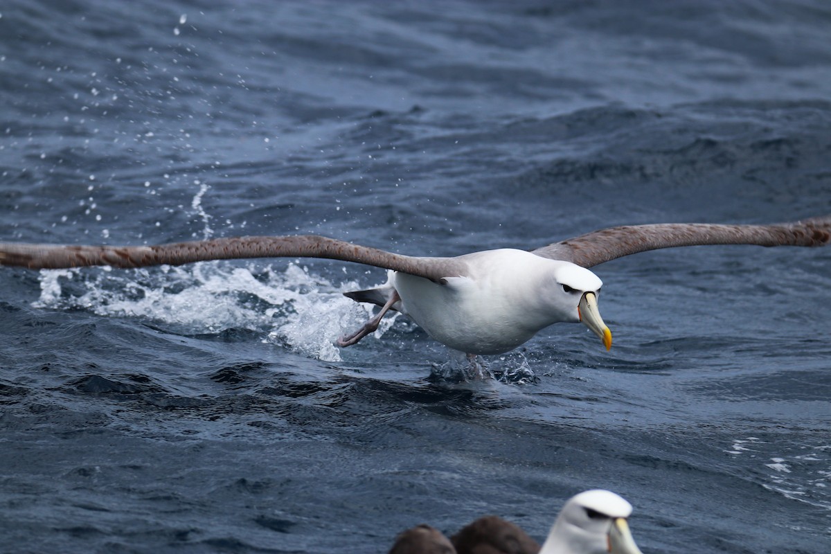 White-capped Albatross (cauta) - ML643072764