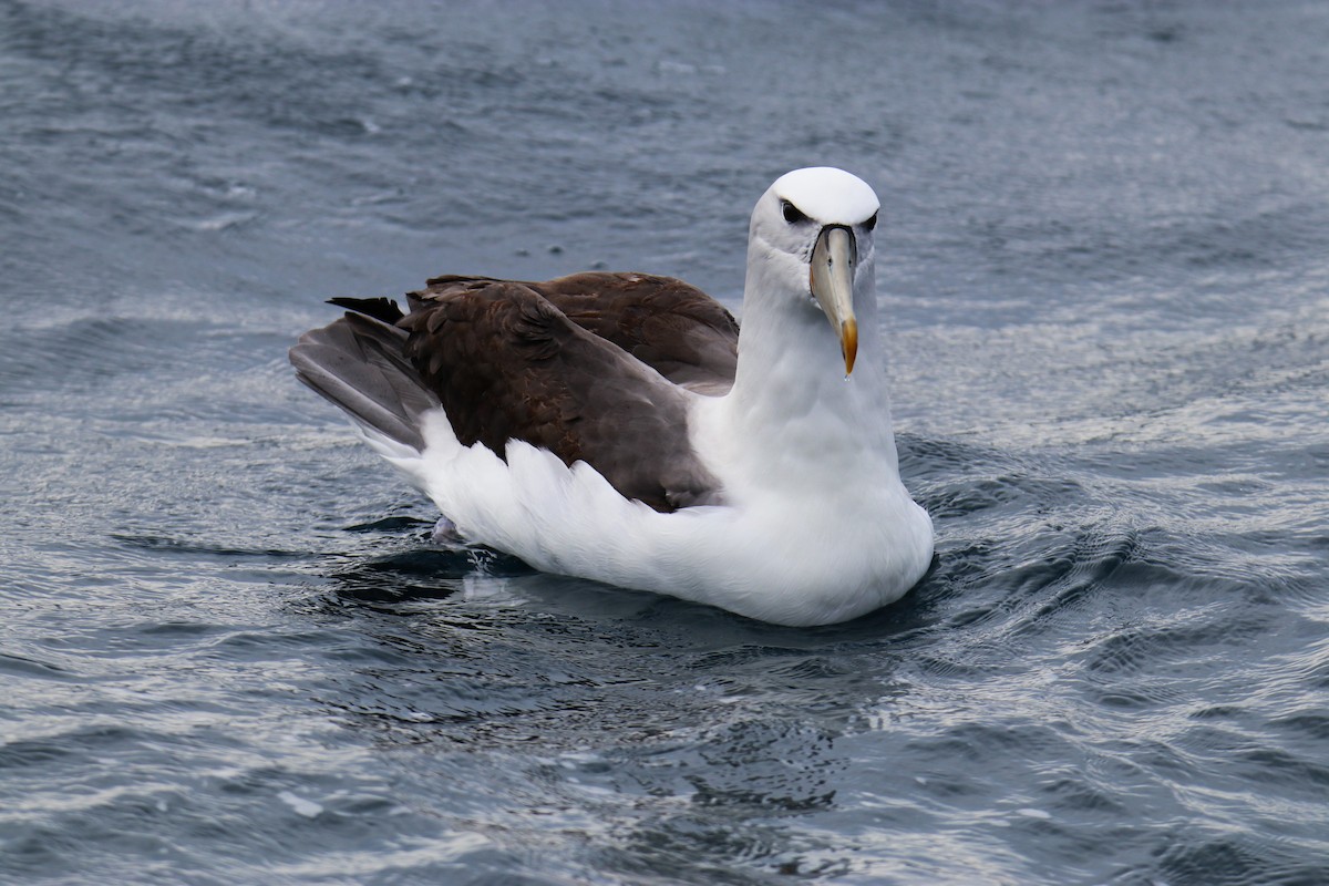 White-capped Albatross (cauta) - ML643072773