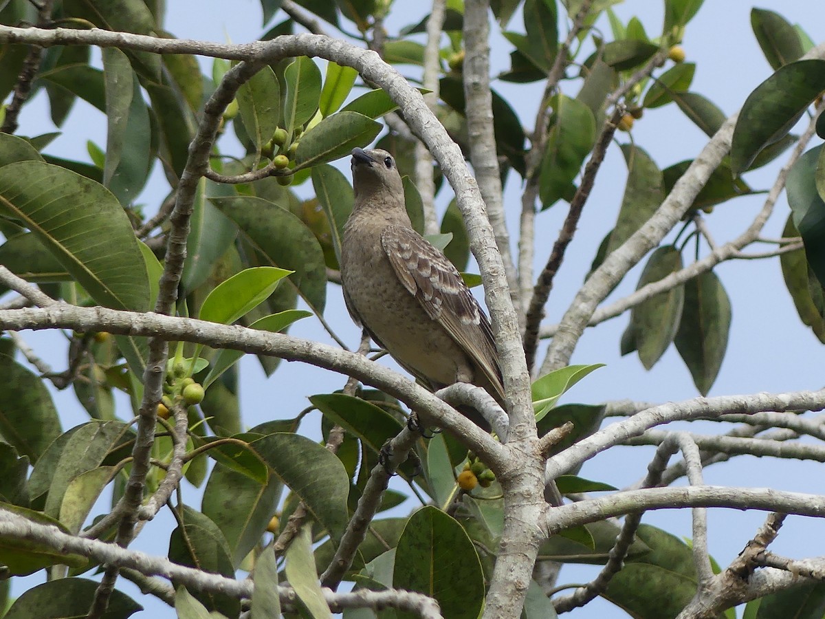 Great Bowerbird - ML643072775