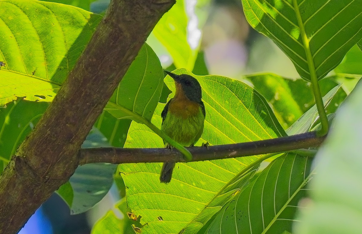 Ruby-cheeked Sunbird - ML643072778