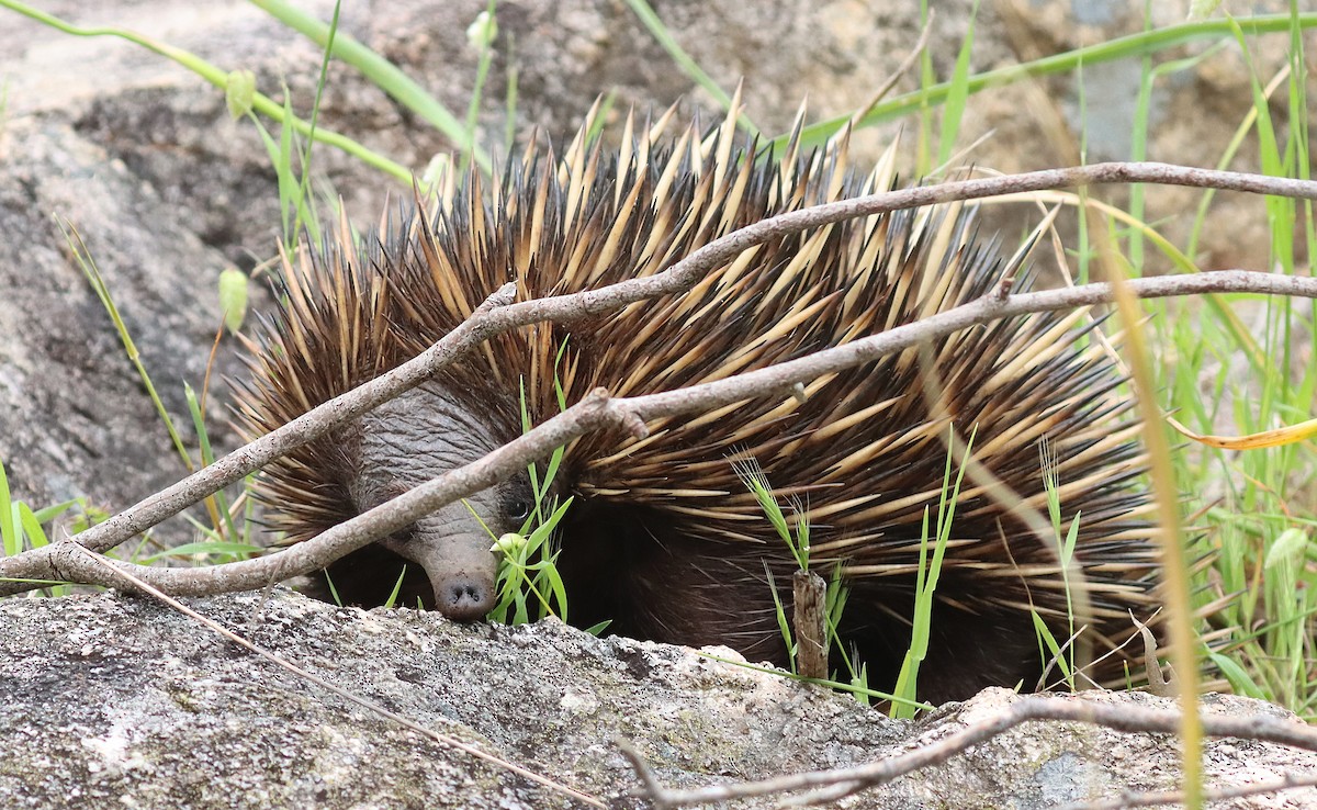 Western Short-beaked Echidna - ML643072780