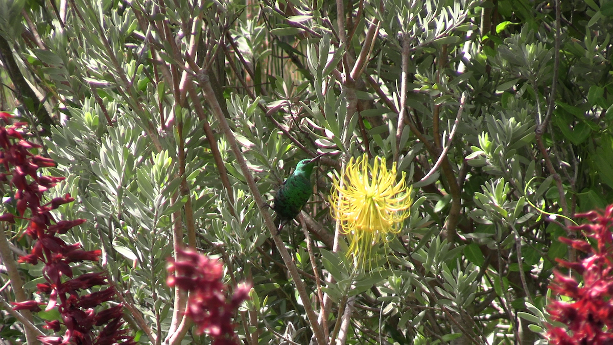 Malachite Sunbird - ML643072783