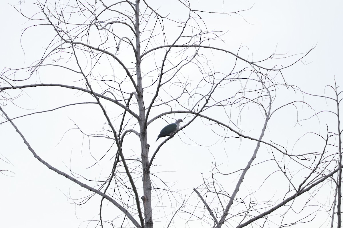 Green Imperial-Pigeon (Green) - ML643072784