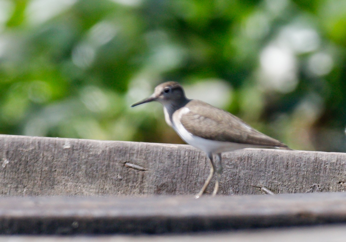 Common Sandpiper - ML643072802