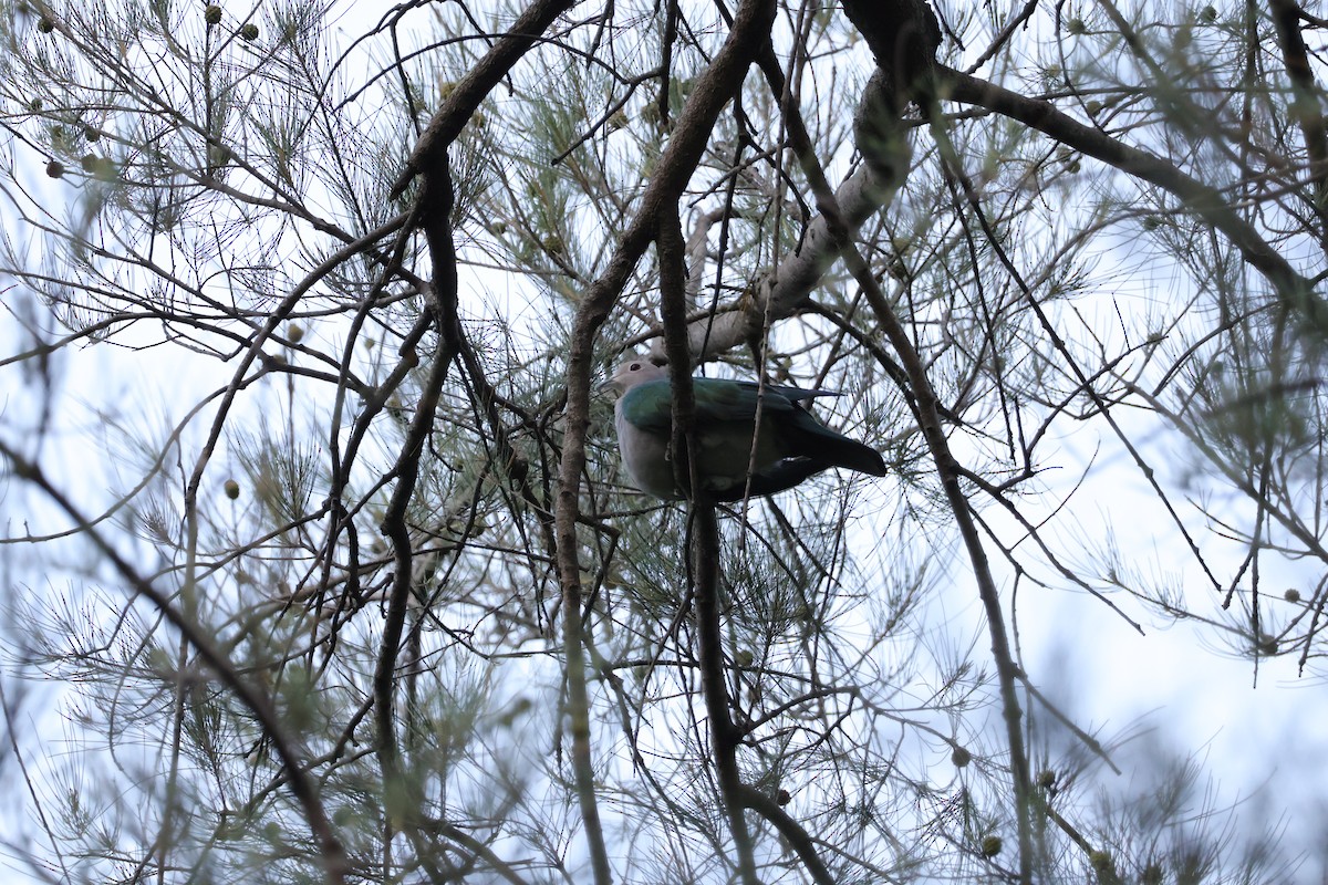 Green Imperial-Pigeon (Green) - ML643072804
