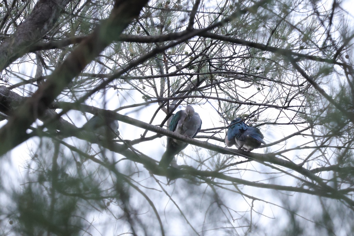 Green Imperial-Pigeon (Green) - ML643072808