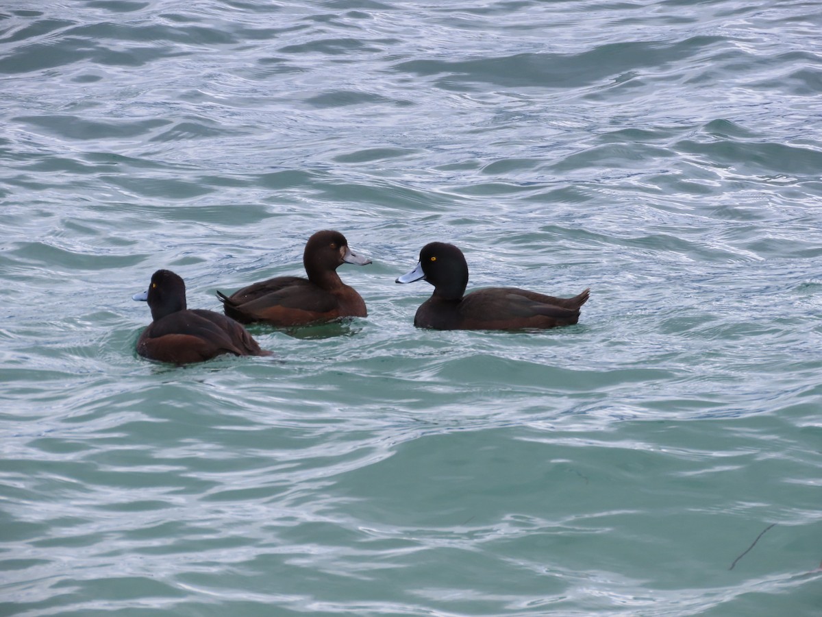 New Zealand Scaup - ML643072811