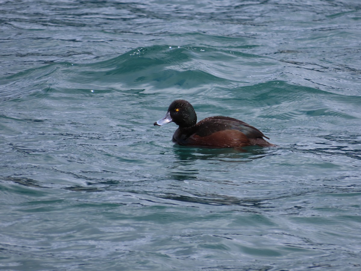 New Zealand Scaup - ML643072812