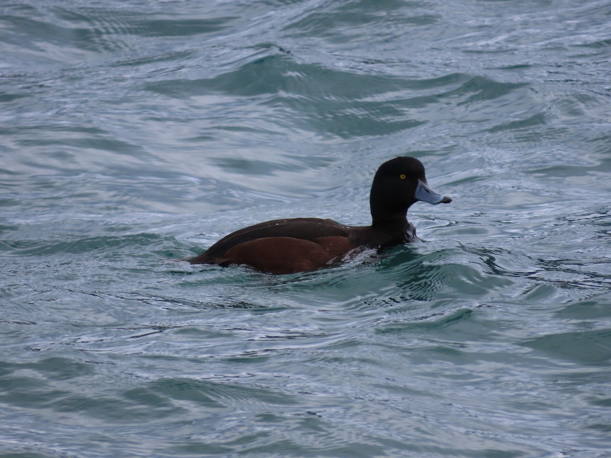 New Zealand Scaup - ML643072813