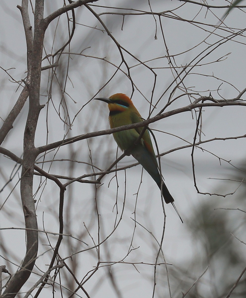 Rainbow Bee-eater - ML643072817