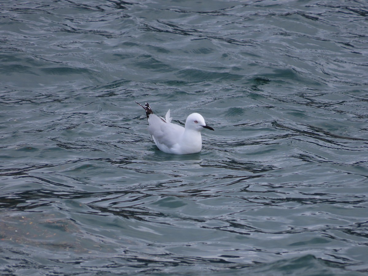 Black-billed Gull - ML643072820