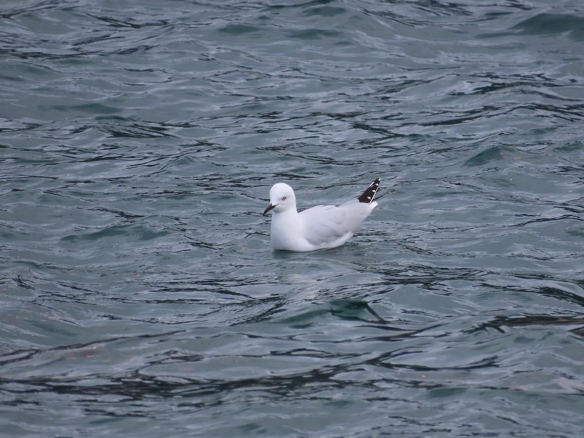Black-billed Gull - ML643072821