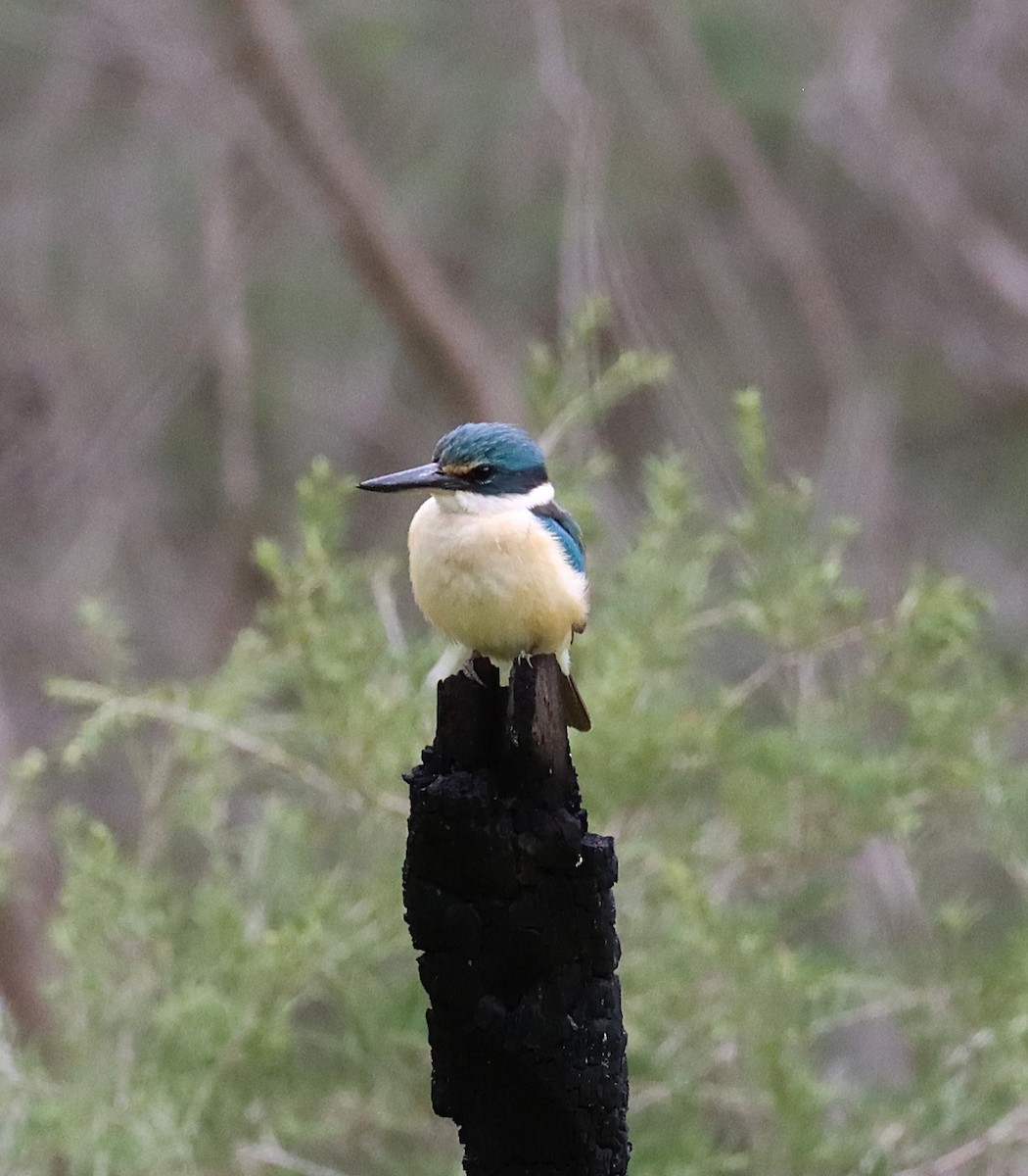 Sacred Kingfisher - ML643072823